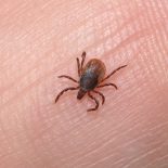 Diagnostik af flåtbårne infektioner i Danmark