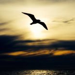 Bird Flying High