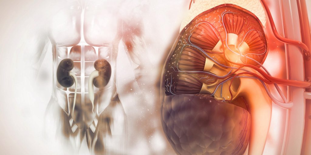 Tværsnit af en nyre