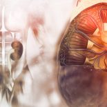 Tværsnit af en nyre