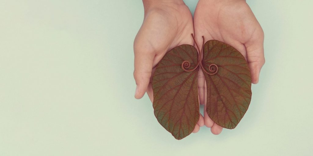 Kid hands holding lung shaped leaves